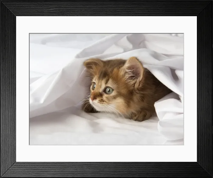 Framed Print : Picture No. 11772110 Framed Print : Picture No. 11772110