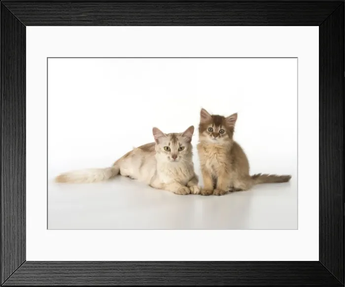 Framed Print : Picture No. 11772117 Framed Print : Picture No. 11772117