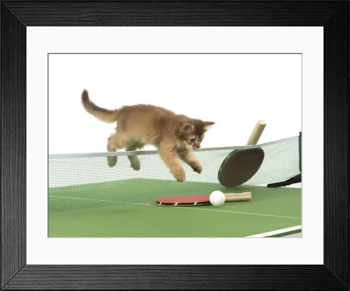 Framed Print : Picture No. 11772120 Framed Print : Picture No. 11772120