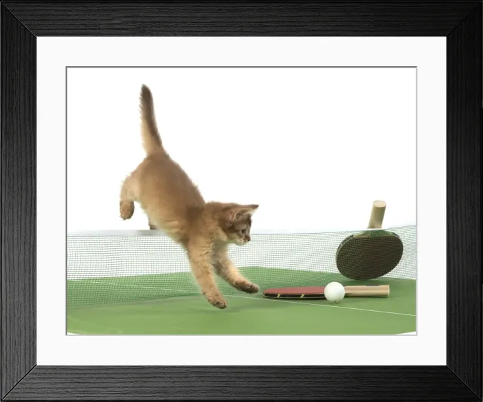 Framed Print : Picture No. 11772119 Framed Print : Picture No. 11772119