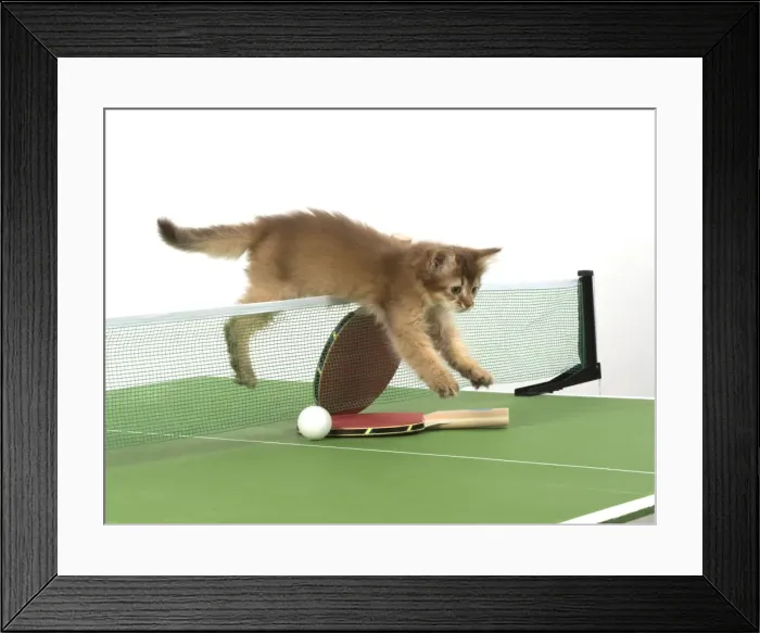 Framed Print : Picture No. 11772122 Framed Print : Picture No. 11772122