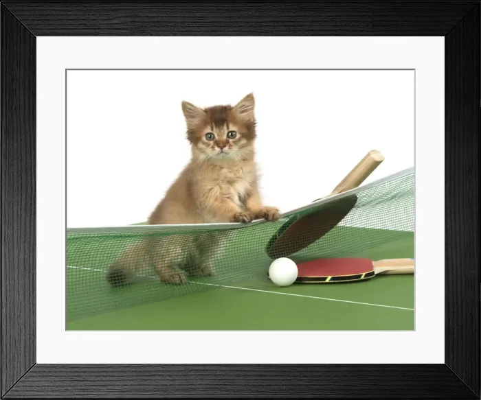 Framed Print : Picture No. 11772123 Framed Print : Picture No. 11772123