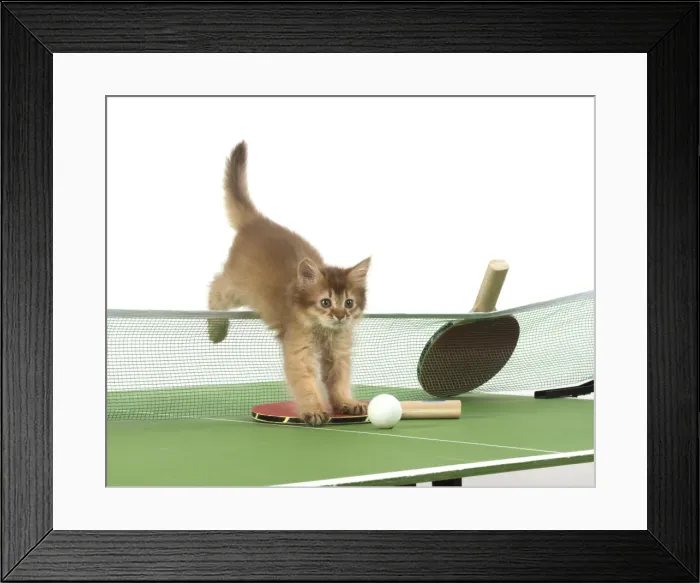 Framed Print : Picture No. 11772121 Framed Print : Picture No. 11772121