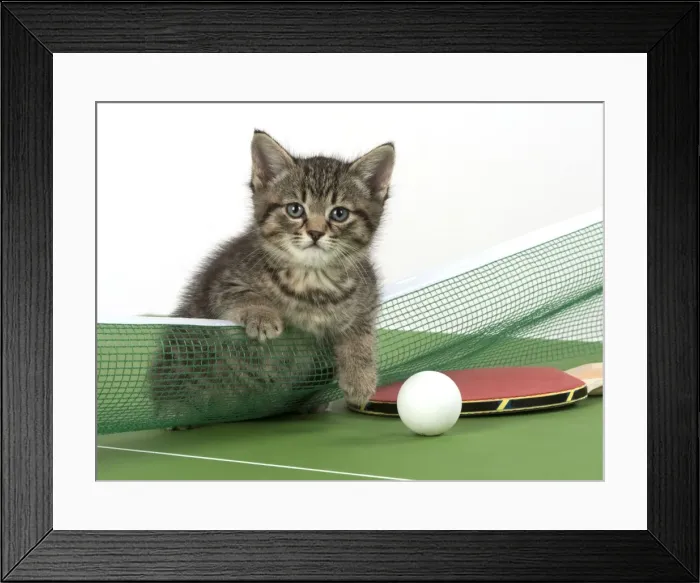Framed Print : Picture No. 11772128 Framed Print : Picture No. 11772128