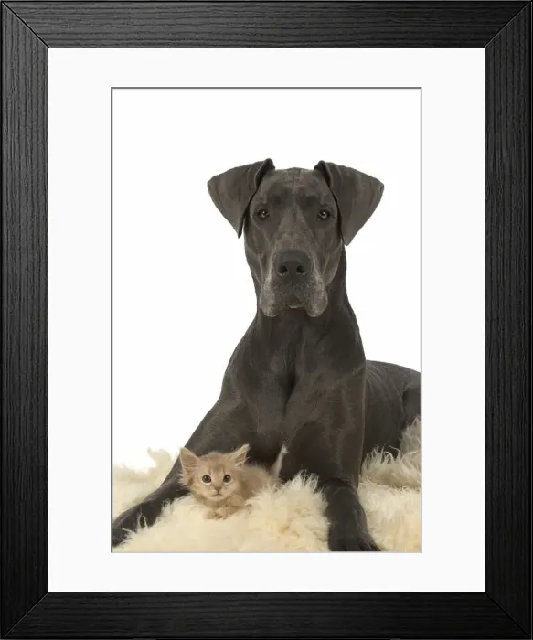 Framed Print : Picture No. 11772130 Framed Print : Picture No. 11772130