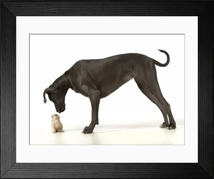 Framed Print : Picture No. 11772132 Framed Print : Picture No. 11772132