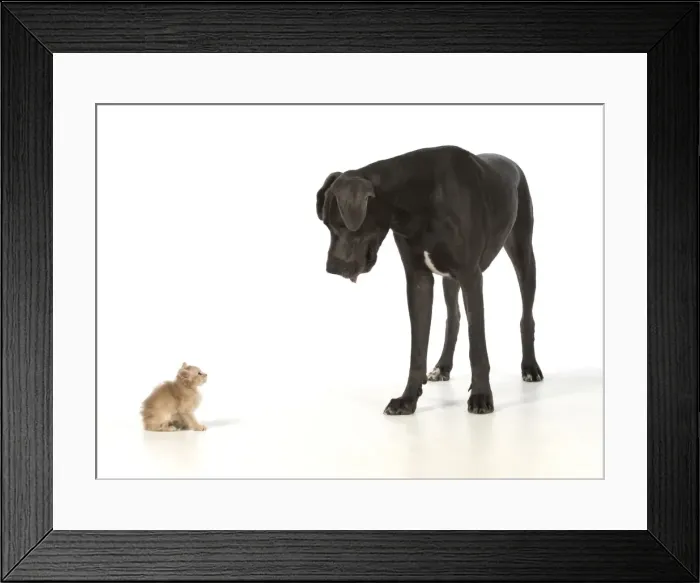 Framed Print : Picture No. 11772133 Framed Print : Picture No. 11772133