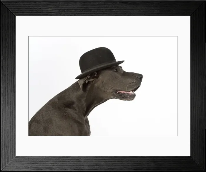 Framed Print : Picture No. 11772135 Framed Print : Picture No. 11772135