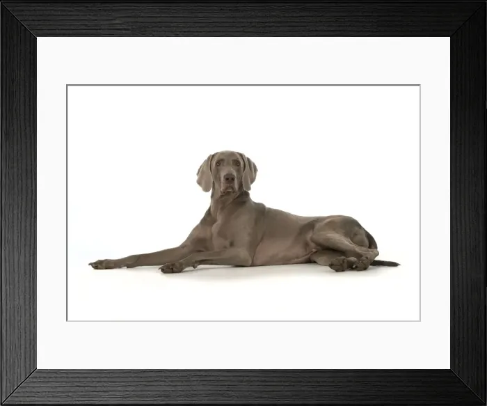 Framed Print : Picture No. 11772136 Framed Print : Picture No. 11772136