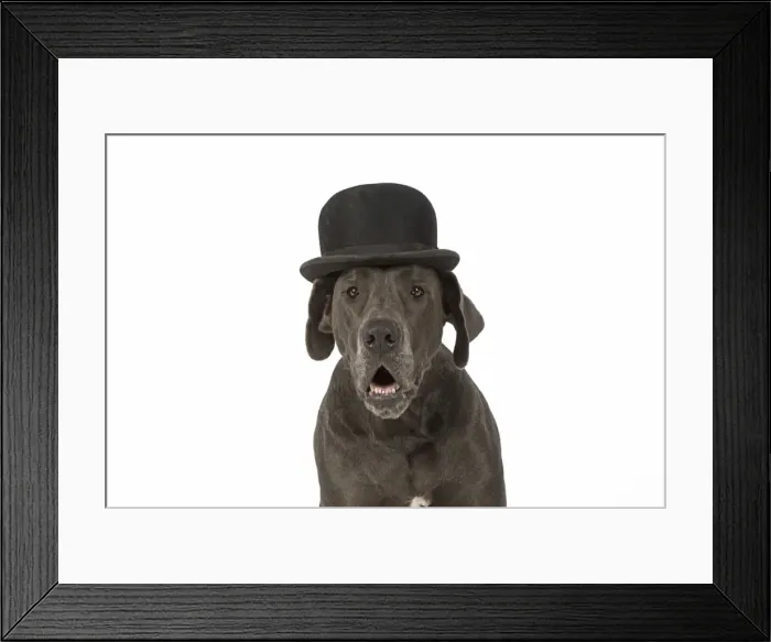Framed Print : Picture No. 11772137 Framed Print : Picture No. 11772137