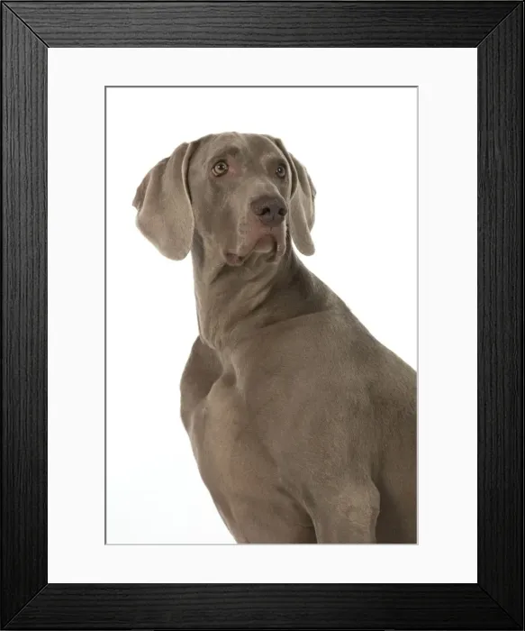 Framed Print : Picture No. 11772138 Framed Print : Picture No. 11772138