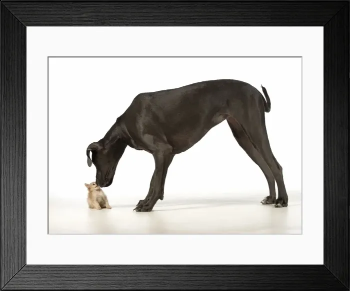 Framed Print : Picture No. 11772134 Framed Print : Picture No. 11772134