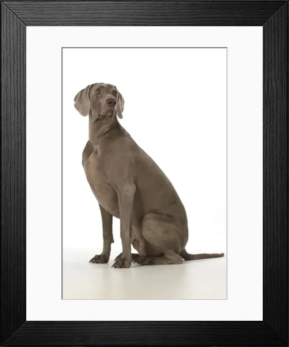 Framed Print : Picture No. 11772139 Framed Print : Picture No. 11772139