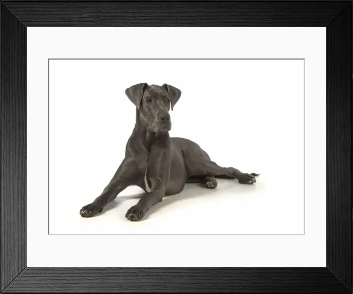 Framed Print : Picture No. 11772141 Framed Print : Picture No. 11772141