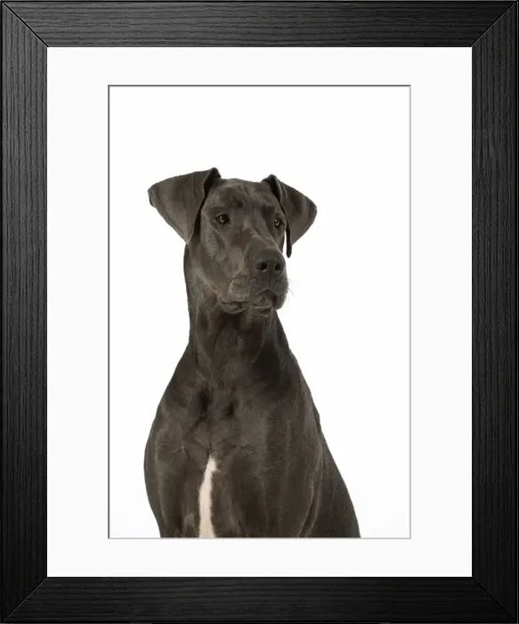 Framed Print : Picture No. 11772142 Framed Print : Picture No. 11772142