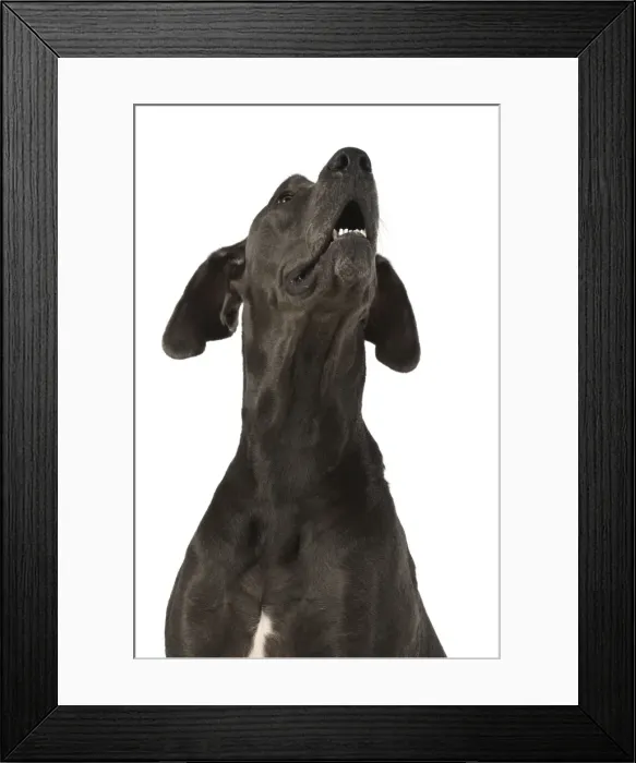 Framed Print : Picture No. 11772143 Framed Print : Picture No. 11772143