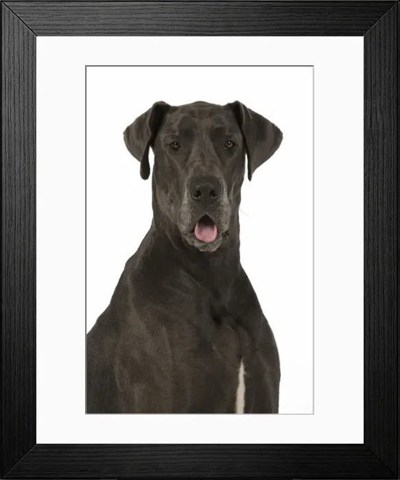 Framed Print : Picture No. 11772144 Framed Print : Picture No. 11772144