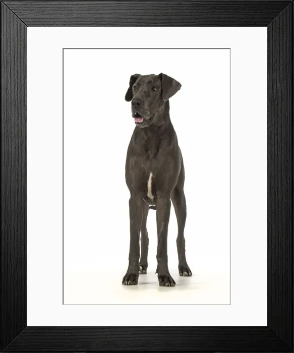 Framed Print : Picture No. 11772145 Framed Print : Picture No. 11772145