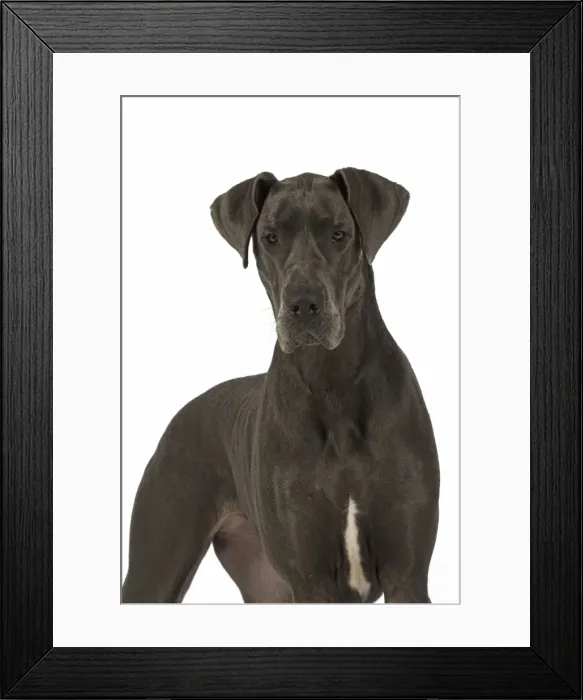 Framed Print : Picture No. 11772146 Framed Print : Picture No. 11772146