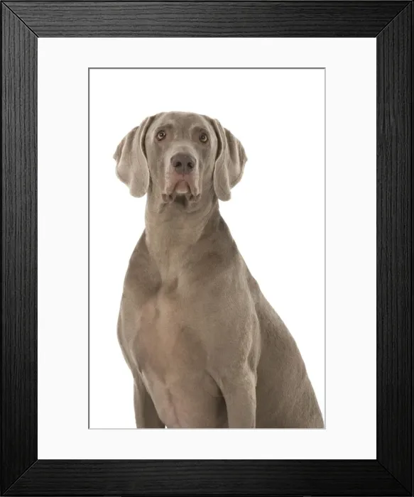 Framed Print : Picture No. 11772140 Framed Print : Picture No. 11772140