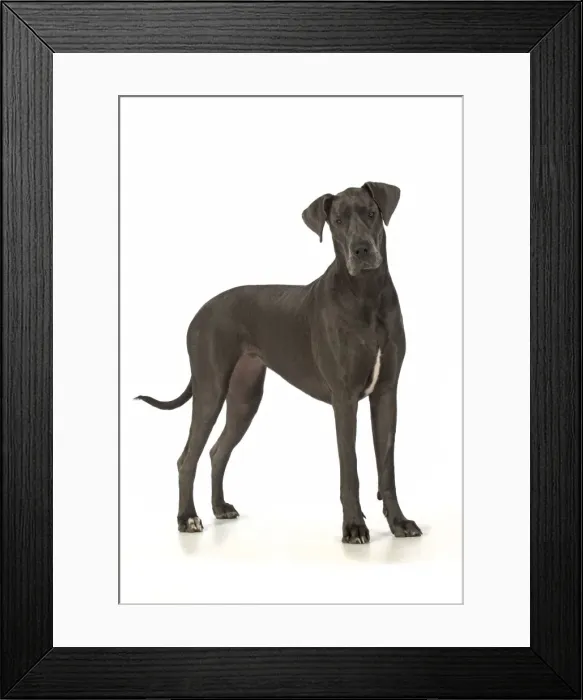 Framed Print : Picture No. 11772147 Framed Print : Picture No. 11772147