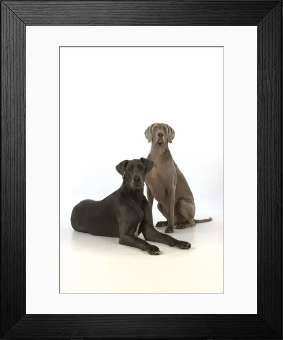 Framed Print : Picture No. 11772149 Framed Print : Picture No. 11772149