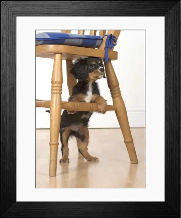 Framed Print : Picture No. 11772152 Framed Print : Picture No. 11772152