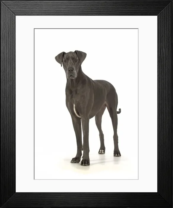 Framed Print : Picture No. 11772148