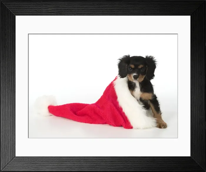 Framed Print : Picture No. 11772157 Framed Print : Picture No. 11772157