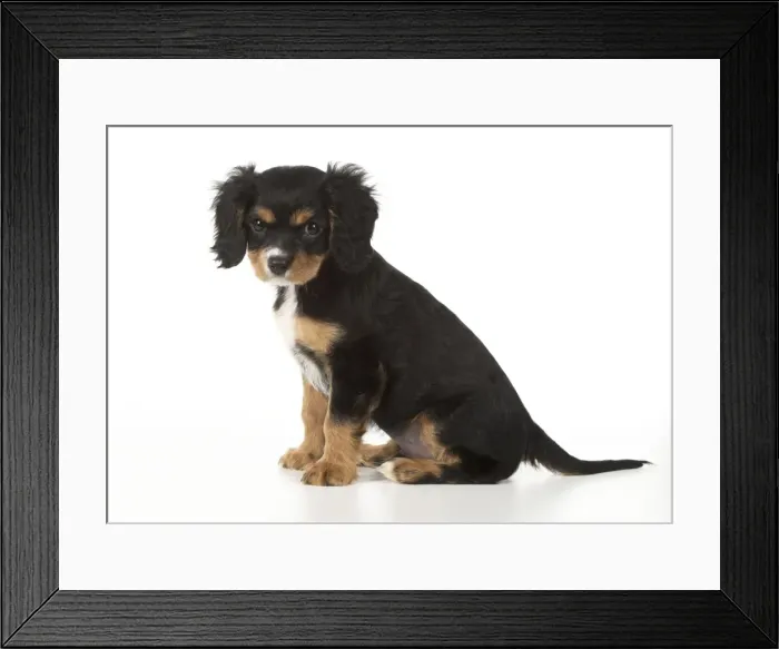 Framed Print : Picture No. 11772164 Framed Print : Picture No. 11772164