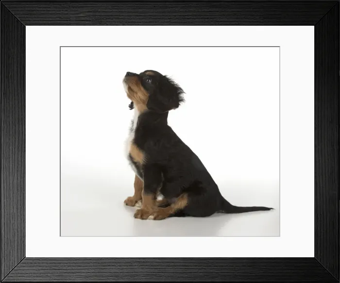 Framed Print : Picture No. 11772166 Framed Print : Picture No. 11772166