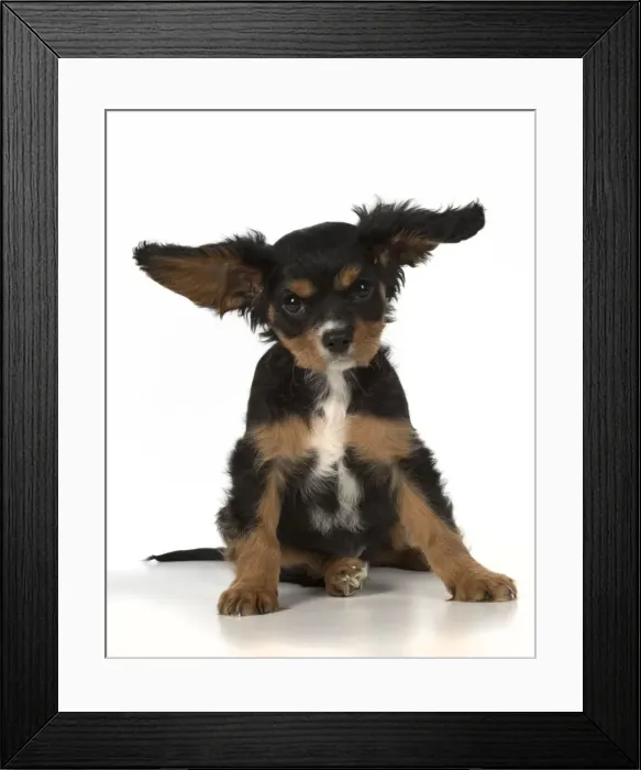 Framed Print : Picture No. 11772167 Framed Print : Picture No. 11772167