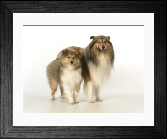 Framed Print : Picture No. 11772172 Framed Print : Picture No. 11772172