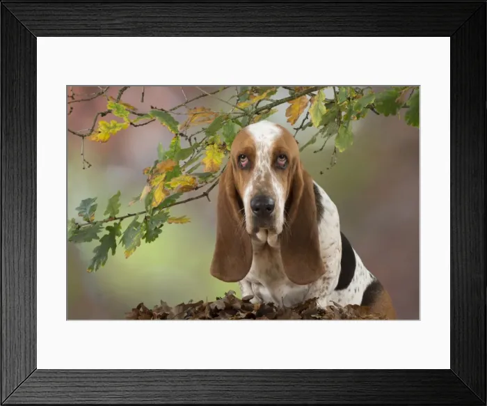 Framed Print : Picture No. 11772175 Framed Print : Picture No. 11772175