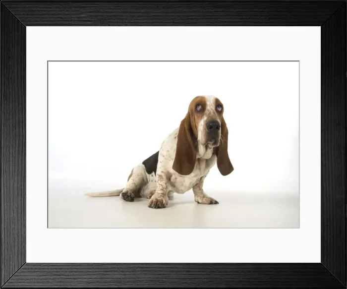 Framed Print : Picture No. 11772182 Framed Print : Picture No. 11772182