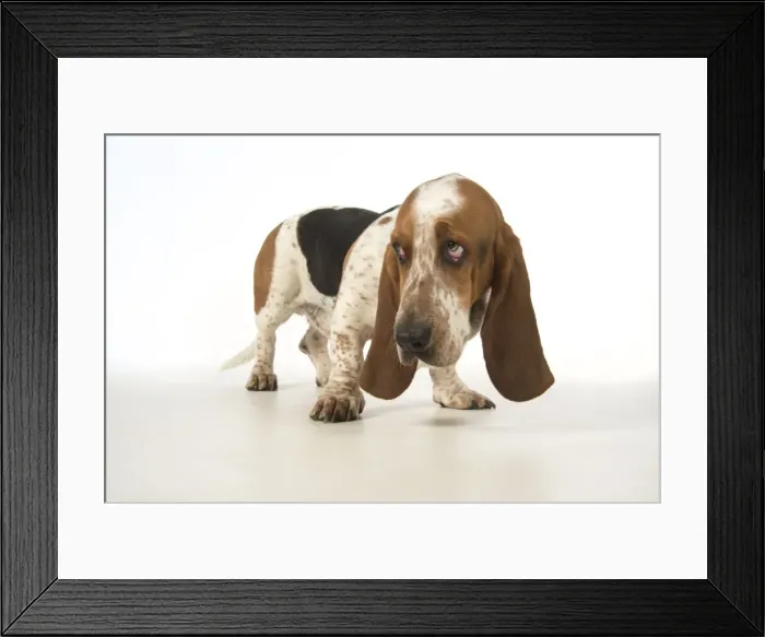 Framed Print : Picture No. 11772183 Framed Print : Picture No. 11772183