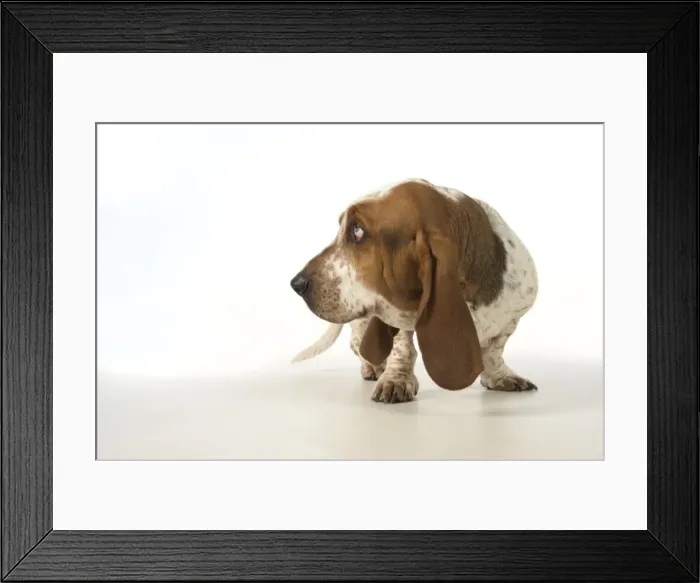 Framed Print : Picture No. 11772180 Framed Print : Picture No. 11772180