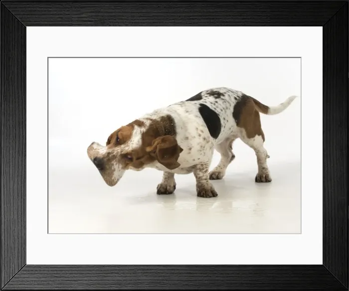 Framed Print : Picture No. 11772188 Framed Print : Picture No. 11772188