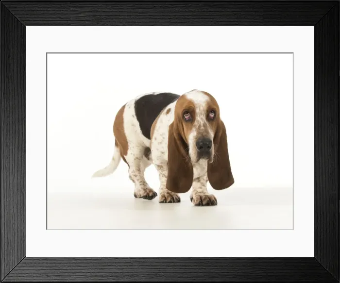 Framed Print : Picture No. 11772193 Framed Print : Picture No. 11772193