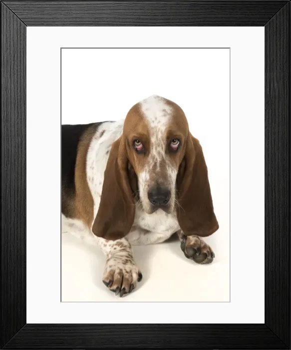 Framed Print : Picture No. 11772194 Framed Print : Picture No. 11772194