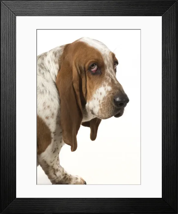 Framed Print : Picture No. 11772192 Framed Print : Picture No. 11772192