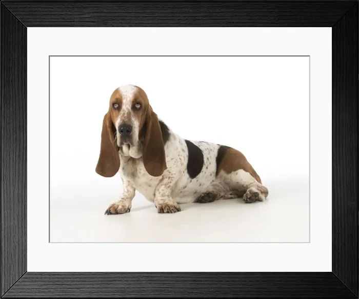 Framed Print : Picture No. 11772196 Framed Print : Picture No. 11772196