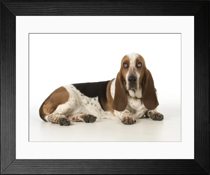 Framed Print : Picture No. 11772195 Framed Print : Picture No. 11772195