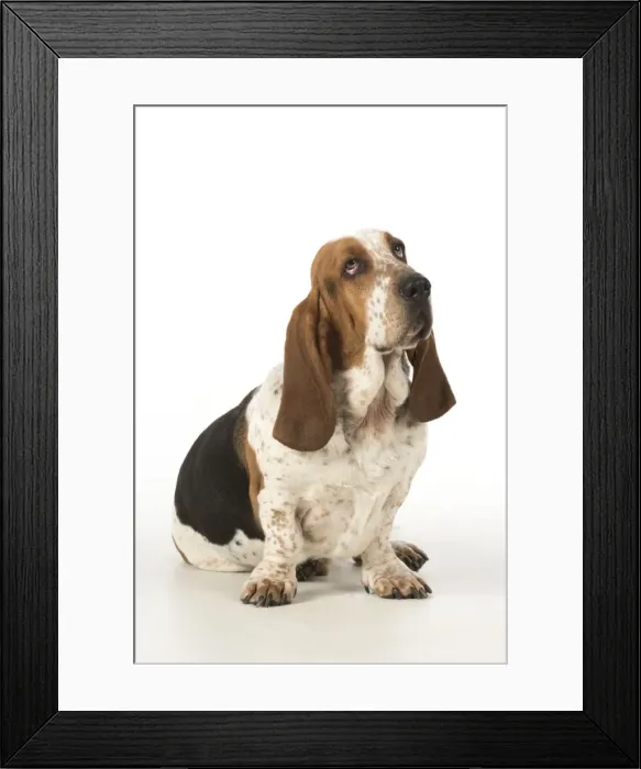 Framed Print : Picture No. 11772199 Framed Print : Picture No. 11772199