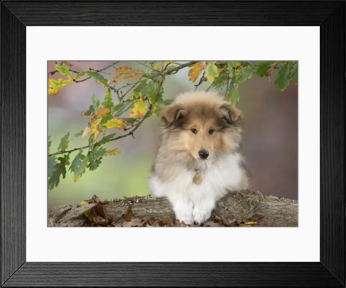 Framed Print : Picture No. 11772198 Framed Print : Picture No. 11772198