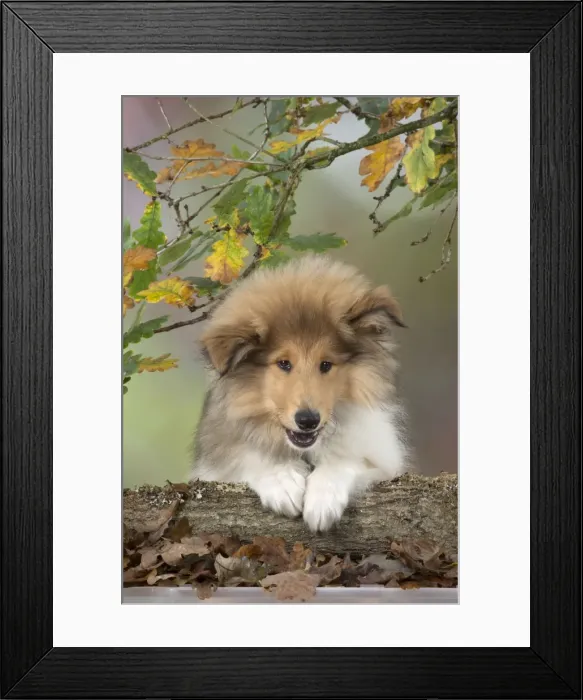 Framed Print : Picture No. 11772200 Framed Print : Picture No. 11772200