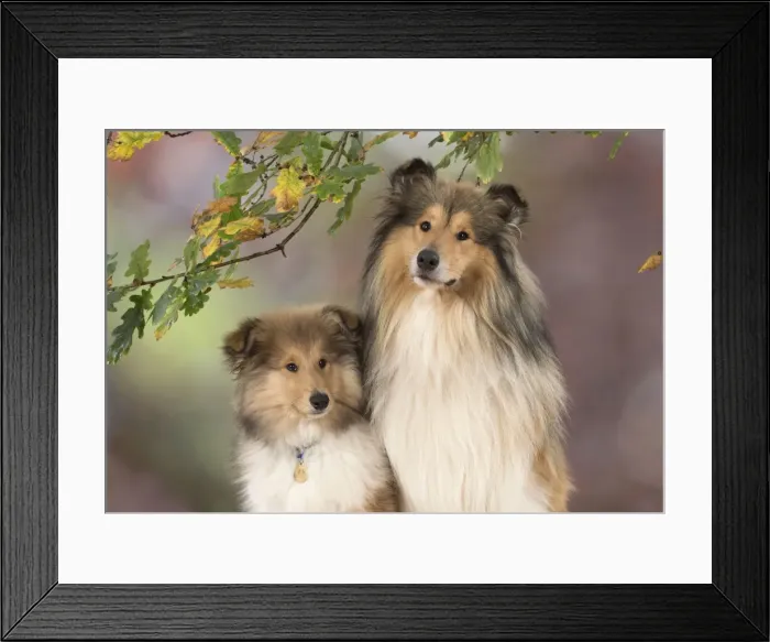 Framed Print : Picture No. 11772201 Framed Print : Picture No. 11772201