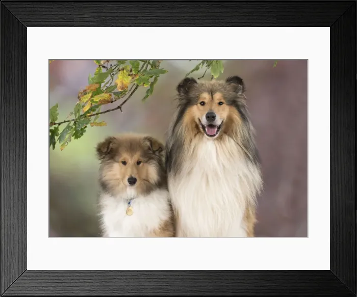 Framed Print : Picture No. 11772202 Framed Print : Picture No. 11772202