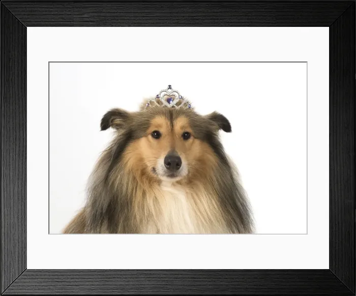 Framed Print : Picture No. 11772204 Framed Print : Picture No. 11772204