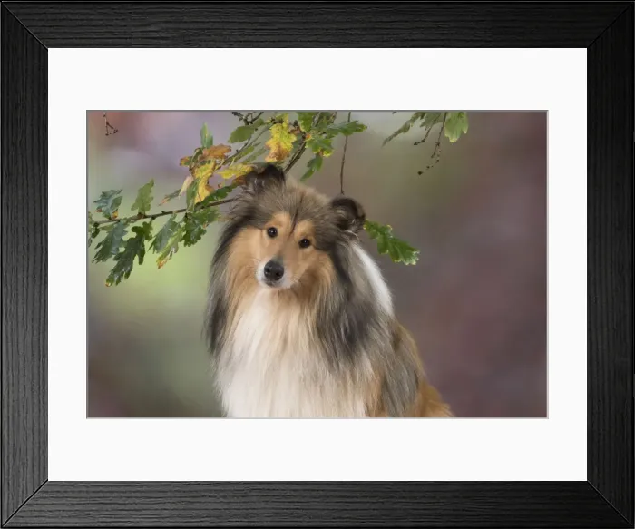 Framed Print : Picture No. 11772203 Framed Print : Picture No. 11772203